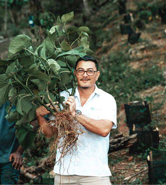 Noble kava plants growing on a FijiKava farm in Fiji