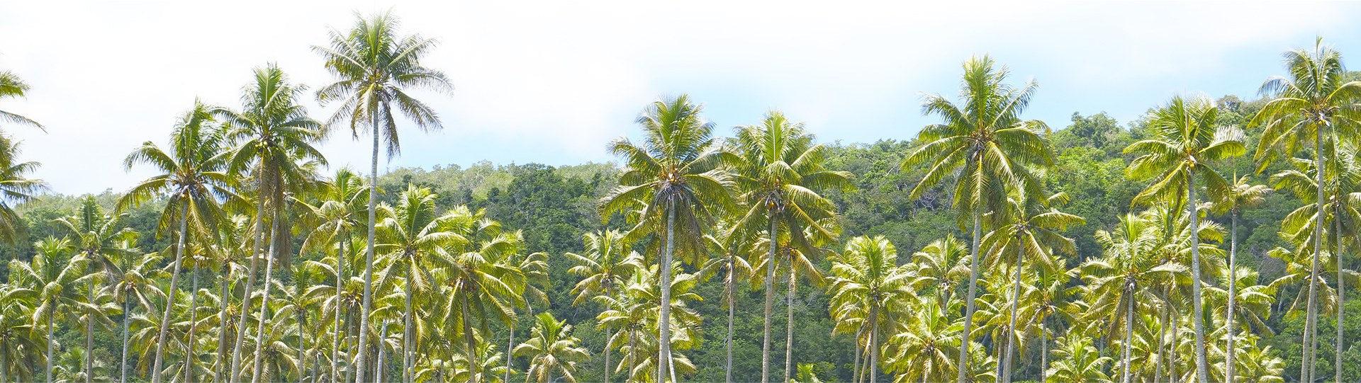 FijiKava Nucleus Farm in Levuka, Fiji