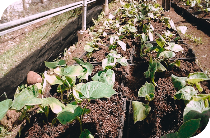 Noble kava plant technology and seed labs