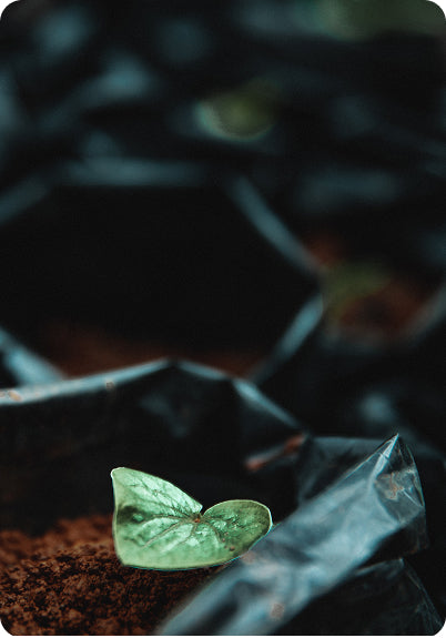 FijiKava sustainability