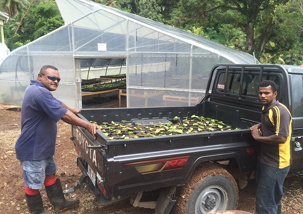 FijiKava farm-to-shelf partnership
