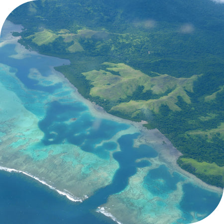 A resilient kava supply chain in Fiji