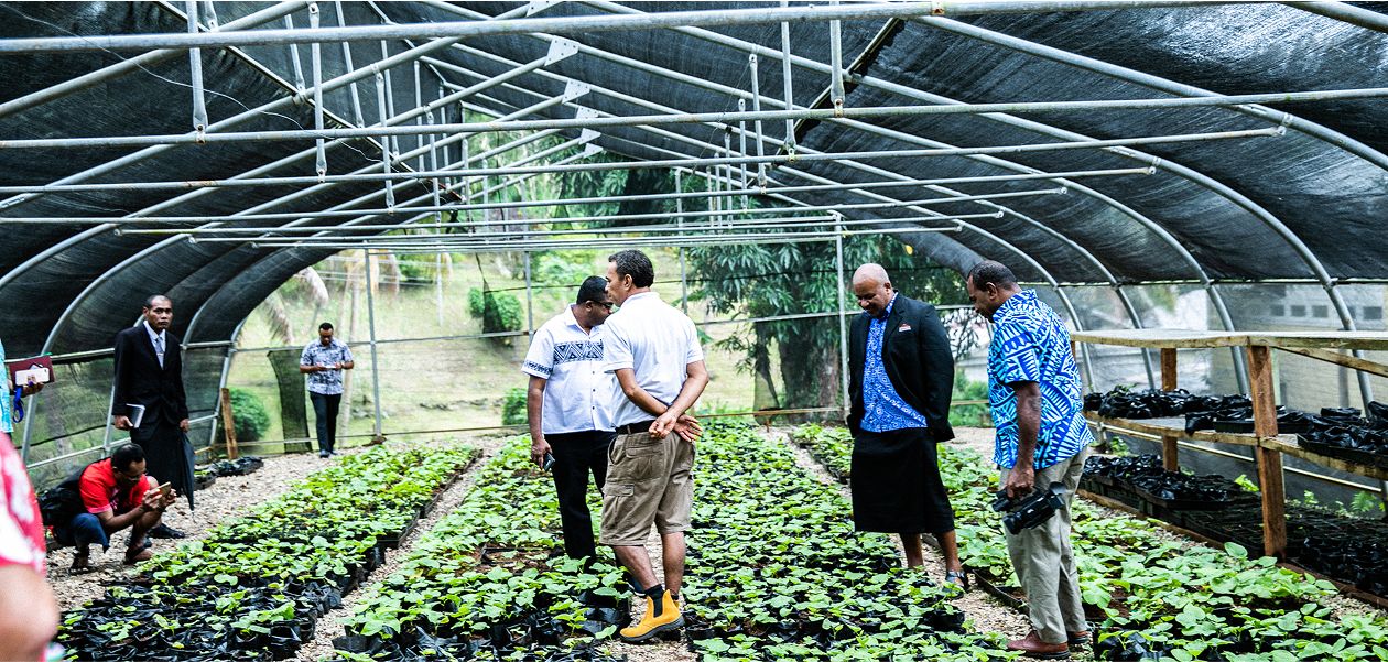 Traditional kava farming practices in Fiji